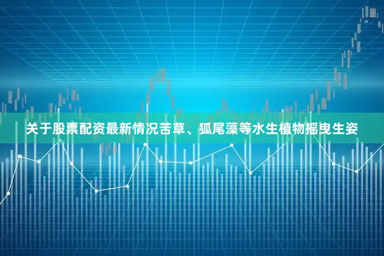 关于股票配资最新情况苦草、狐尾藻等水生植物摇曳生姿