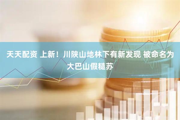 天天配资 上新！川陕山地林下有新发现 被命名为大巴山假糙苏